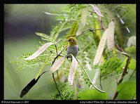 Ashy-bellied White-eye - Zosterops citrinellus