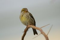 Island Canary - Serinus canaria