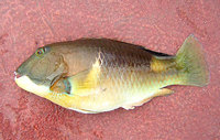 Anchor Tuskfish (Choerodon anchorago)  - 4th December 2004