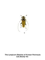 밤우단하늘소 - Acalolepta kusamai