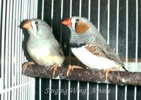 Normal ZEBRA FINCH