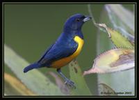 Rufous-bellied Euphonia 1