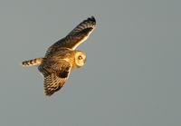 Short-eared Owl