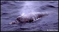 Baird's Beaked Whale - Berardius bairdii