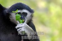 black white handed gibbon with leaf in his hand ( Hylobates lar ) stock photo
