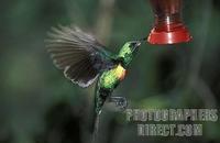 Beautiful sunbird ( Cinnyris pulchellus ) , Lake Baringo , Kenya stock photo