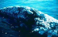 Gray whale