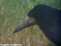 Rook Corvus frugilegus