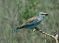 European Roller p.236