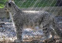 Photo of a snow leopard Panthera Uncia