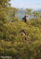 Crowned hornbill (Tockus alboterminatus)