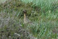 Lagopus lagopus scoticus