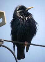 Étourneau unicolore (Sturnus                unicolor)