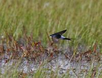 House Martin (Delichon urbica)