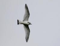 Little Gull (Larus minutus)