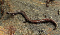 : Batrachoseps attenuatus; California Slender Salamander