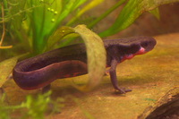 : Cynops pyrrhogaster