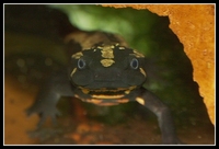 : Paramesotriton laoensis