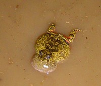 : Pleurodema brachyops