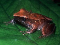 : Pristimantis skydmainos