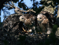 : Accipiter cooperii; Cooper's Hawk