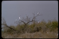 : Ardea alba; Great Egret