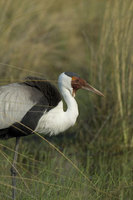 : Grus carunculatus; Wattled Crane