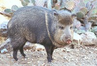 : Pecari tajacu; Collared Peccary