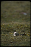 : Stercorarius parasiticus; Parasitic Jaeger