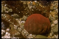 : Cryptochiton stelleri; Chiton, Sea Boot