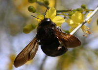: Xylocopa varipuncta; Valley Carpenter Bee