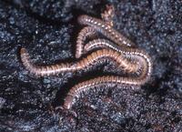 : Orinisobates utus; Millipede