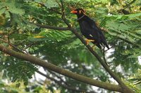 Common Hill Myna ( Gracula religiosa )