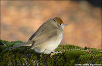 Blackcap Sylvia atricapilla