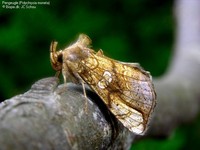 Pengeugle (Polychrysia moneta) Foto/billede af