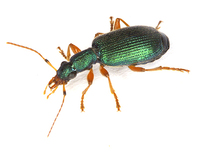 Drypta dentata