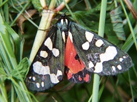 Callimorpha dominula - Scarlet Tiger