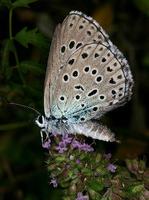 Maculinea arion - Large Blue