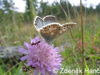 Polyommatus coridon - Chalk Hill Blue