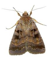 Xestia rhomboidea - Square-spotted Clay