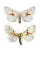 Leucodonta bicoloria - White Prominent