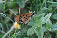 Acraea violae - Tawny Coster