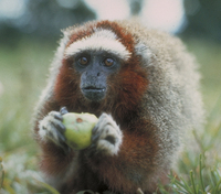 Ornate titi (Callicebus ornatus)