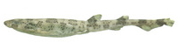 Scyliorhinus boa, Boa catshark: