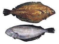 Glyptocephalus zachirus, Rex sole: fisheries