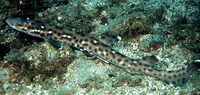 Atelomycterus marmoratus, Coral catshark: fisheries