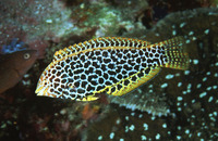 Macropharyngodon meleagris, Blackspotted wrasse: aquarium