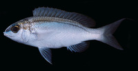 Scolopsis frenatus, Bridled monocle bream: fisheries