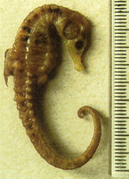 Hippocampus capensis, Knysna seahorse: aquarium
