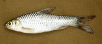 Barbus zanzibaricus, Zanzibar barb: